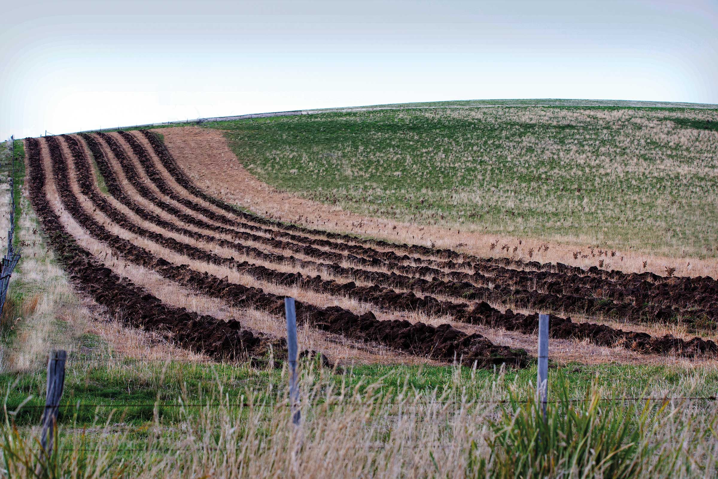 Tasmanian Farm Paddock | Carbon Farming | ActivAcre Tasmania
