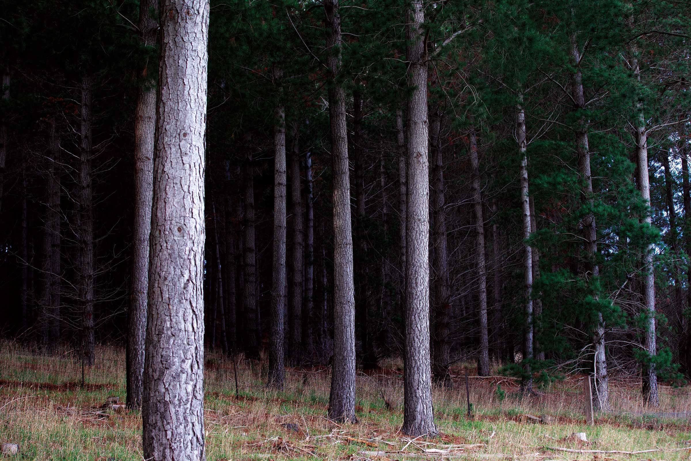 Tree Forest Plantation | Carbon Farming | ActivAcre Tasmania