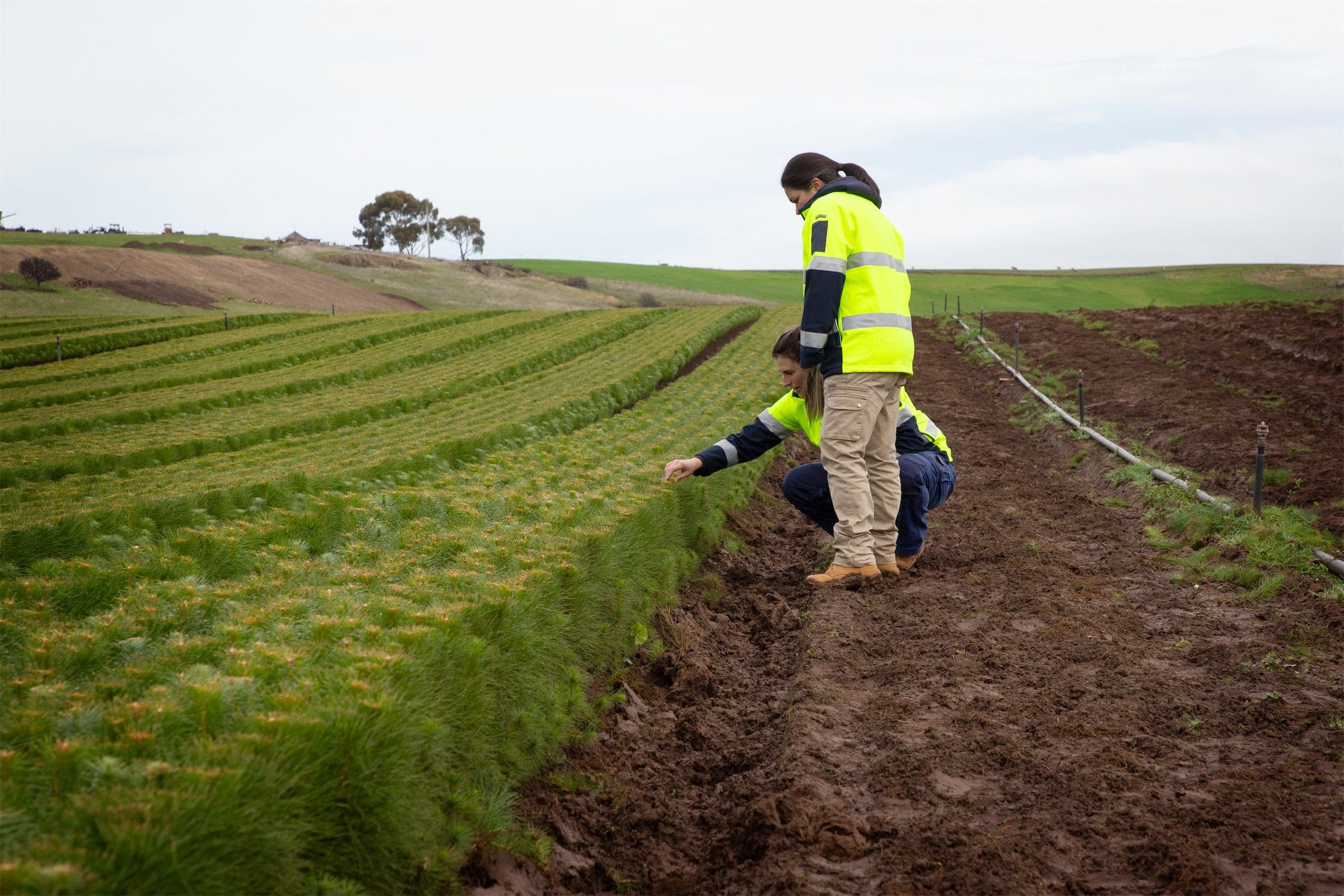 Two workers in paddock | Private Carbon Forest Farming | ActivAcre Tasmania