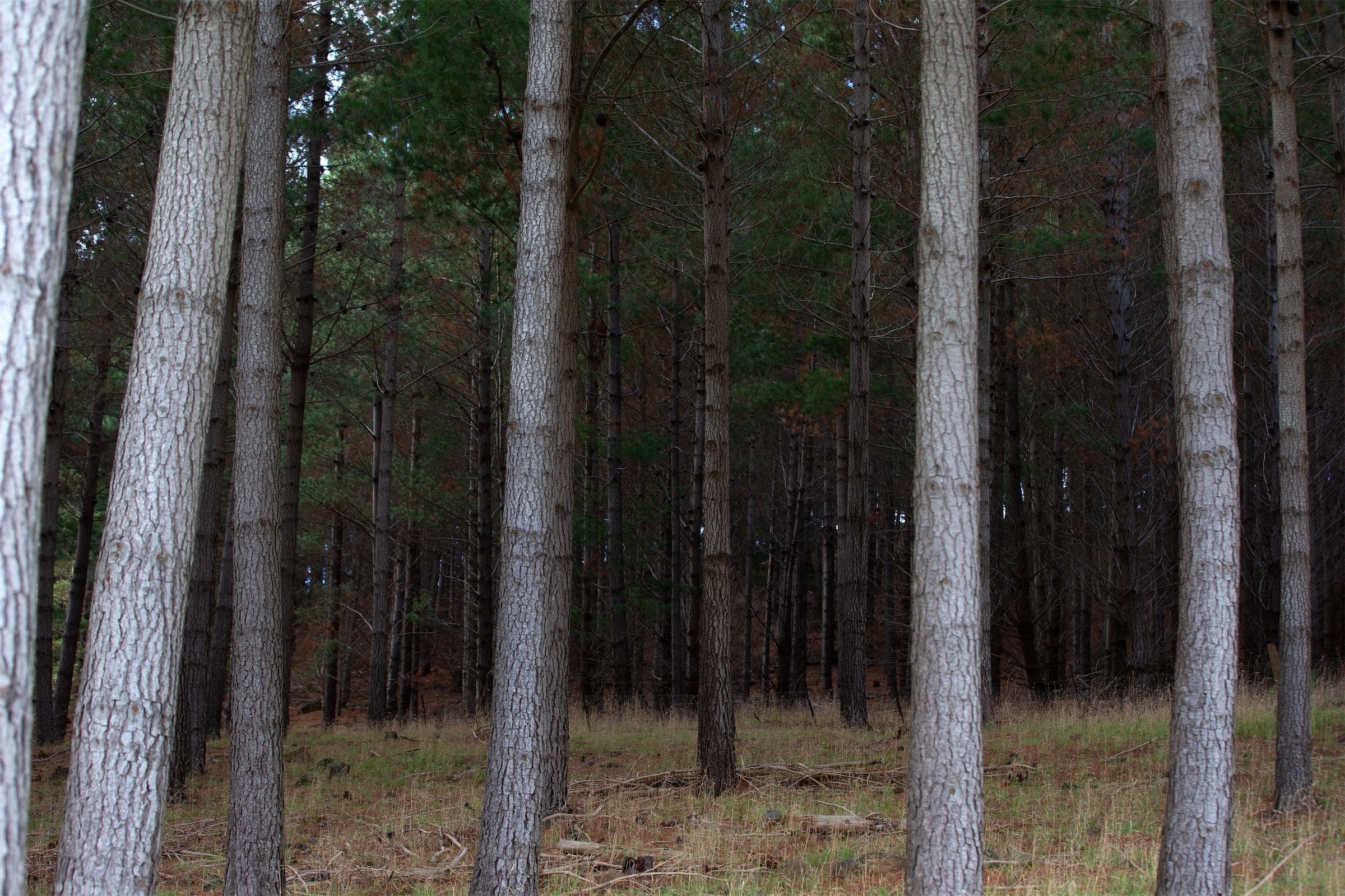 Pine Trees | Private Carbon Forest Farming | ActivAcre Tasmania