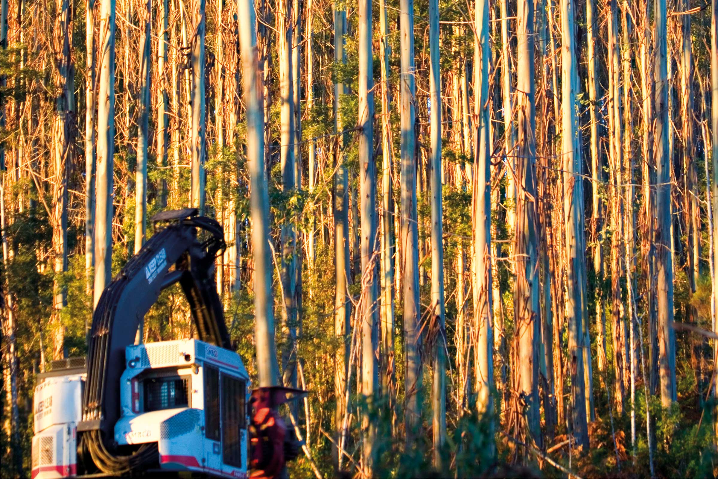 Tree Forest Plantation Being Logged | Carbon Farming | ActivAcre Tasmania