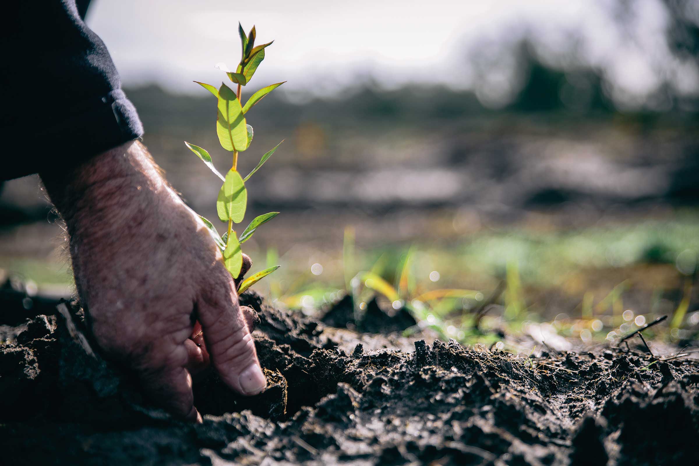 Hand on small tree seedling | Carbon Farming | ActivAcre Tasmania