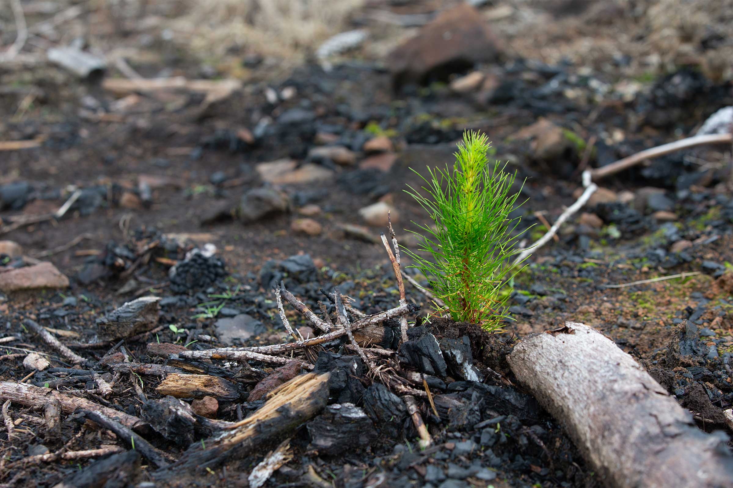 Tree Seedling | Carbon Farming | ActivAcre Tasmania